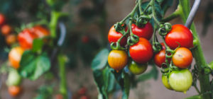 On en rougit de bonheur ! Les tomates sont enfin arrivées