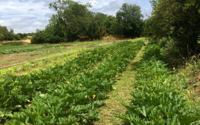 Des légumes d’été tout en couleurs !
