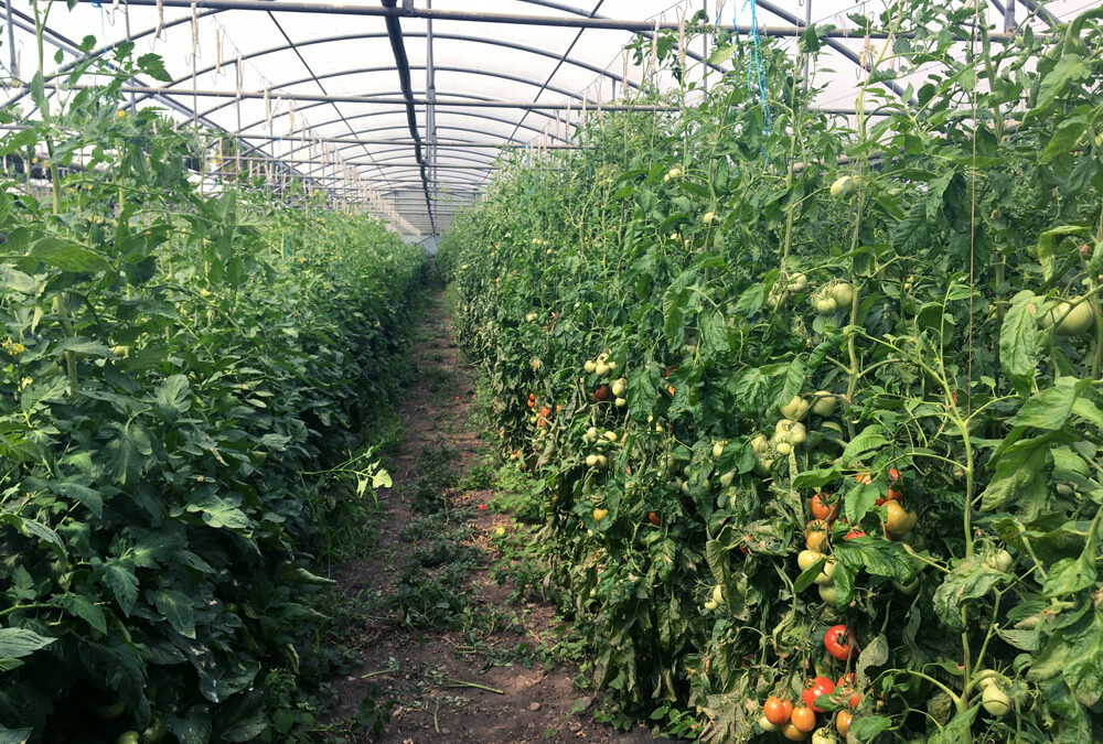 tomates07web