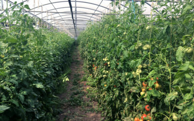 L’été arrive et les tomates aussi !