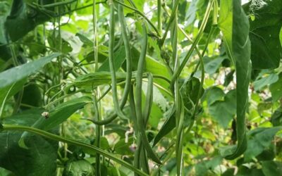 Haricots verts à gogo !