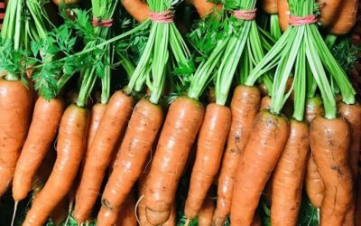 Les légumes d’été, ça commence !