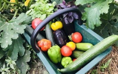 Ça y est les légumes d’été sont bien là !