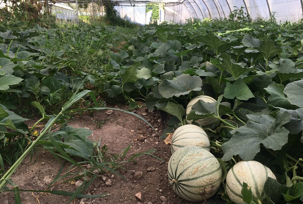 melon01 (2)