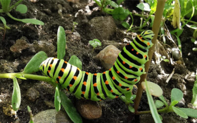 Biodiversité in the city