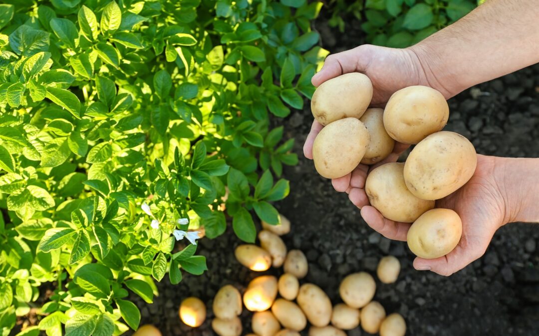 Man holding heap of raw potatoes in field