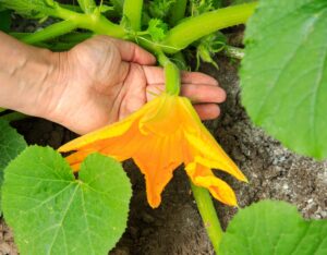 Prêts pour la plantation de courgettes ?