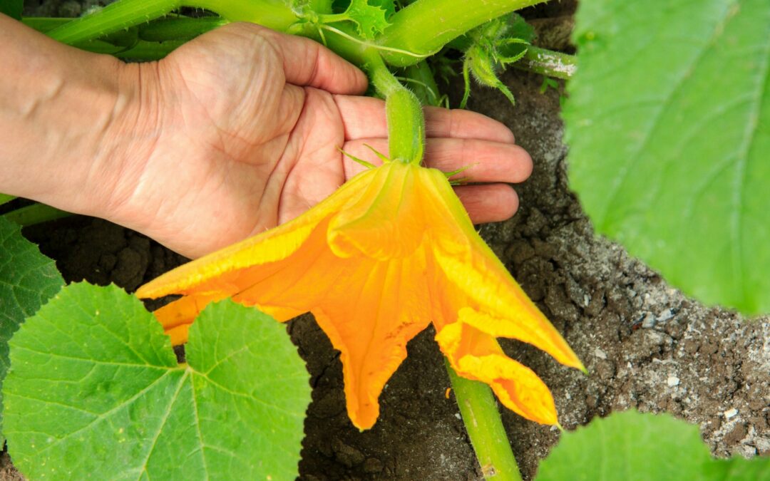 Zucchini plant and flower. Young vegetable marrow growing on bus