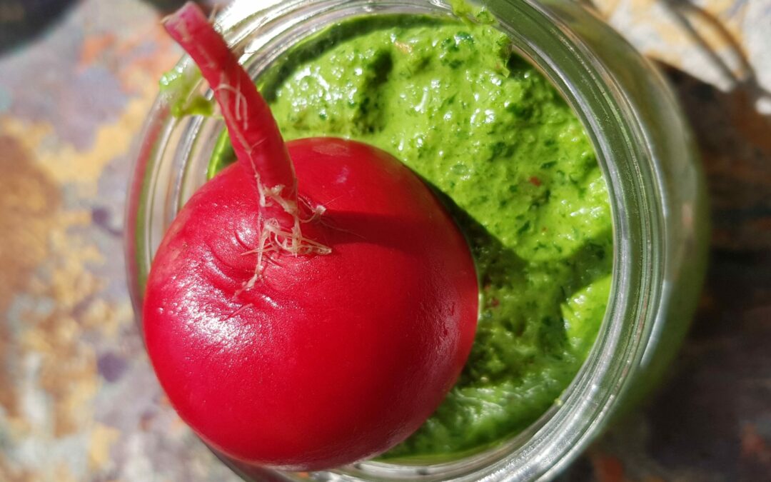 Pesto fanes radis 3