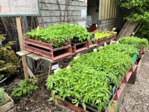 Ouverture de la saison : Vente de plants maraîchers à la Ferme de Borde Bio !