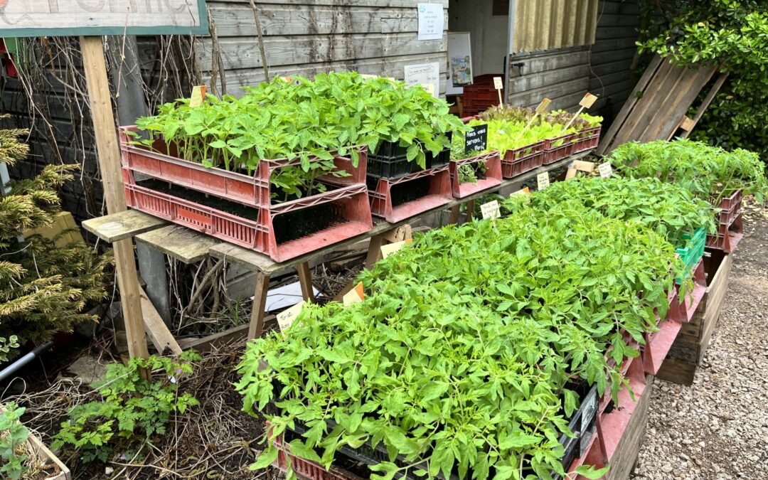 plants