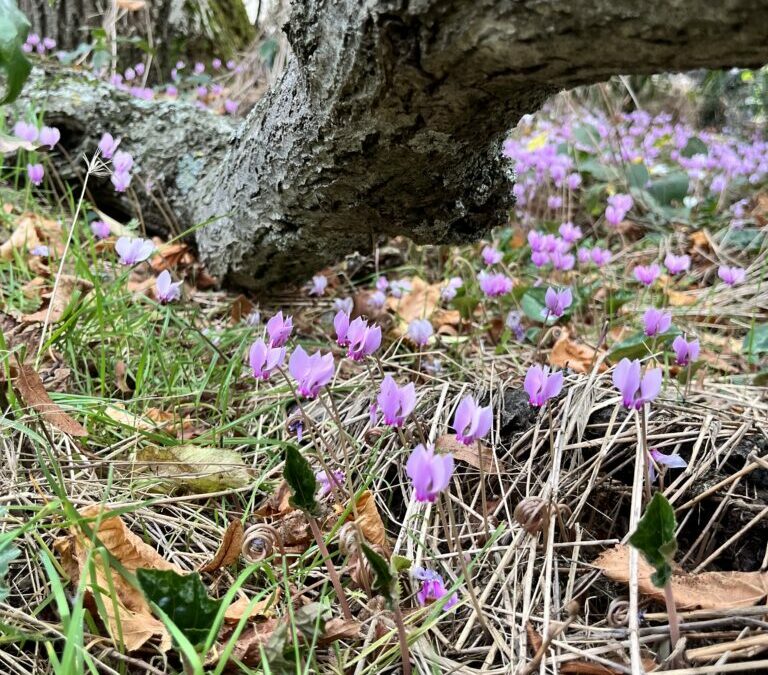 Les cyclamens de Borde Bio