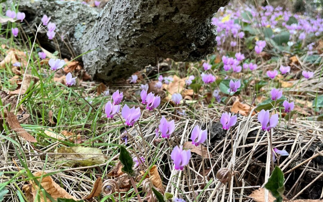 cyclamen4