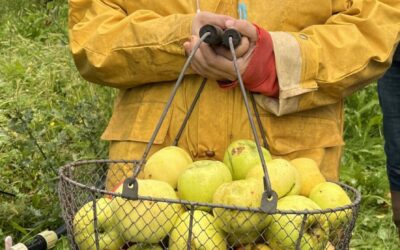 Nouveau : les pommes de la ferme de Borde bio sont là !