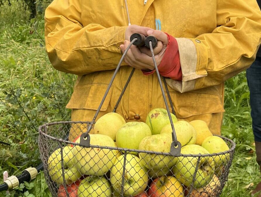 Nouveau : les pommes de la ferme de Borde bio sont là !